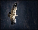 Andean Condor